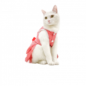 Святковий одяг для котів