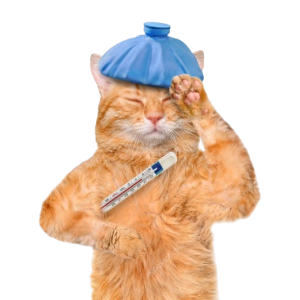 Товари для хворих котів